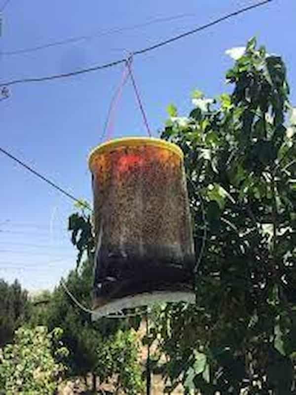 تصویر 4 از فروش تله سطلی مگس با پودر جاذب + قیمت خرید به صرفه